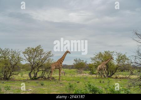 Giraffe, giraffa cammelopardalia, passando attraverso verdi praterie al Parco Nazionale di Etosha, Namibia Foto Stock