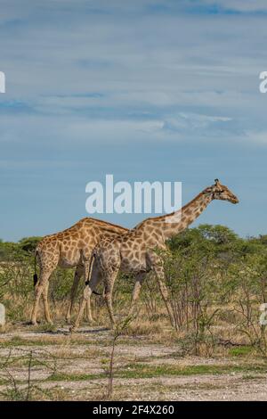 Giraffe, giraffa cammelopardalia, passando attraverso prateria al Parco Nazionale di Etosha, Namibia, verticale Foto Stock