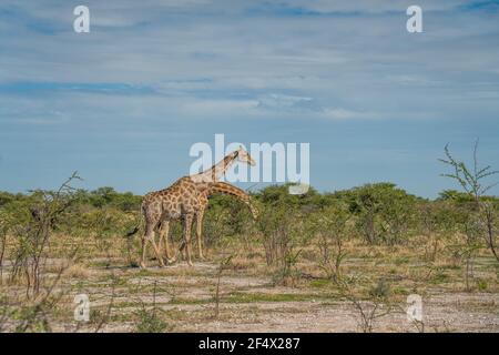 Giraffe, giraffa cammelopardalia, passando attraverso prateria al Parco Nazionale di Etosha, Namibia Foto Stock