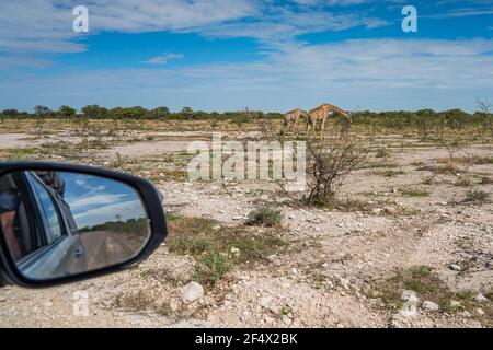 Vista da un'auto a giraffe, giraffa cammelopardalia, passando attraverso prateria presso il Parco Nazionale Etosha, Namibia Foto Stock