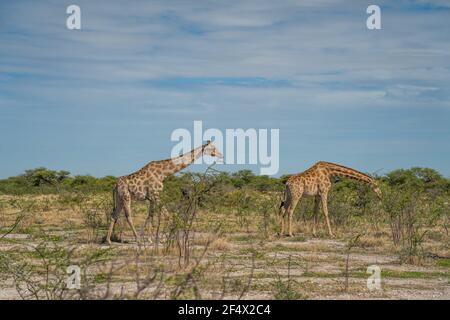 Giraffe, giraffa cammelopardalia, passando attraverso prateria al Parco Nazionale di Etosha, Namibia Foto Stock