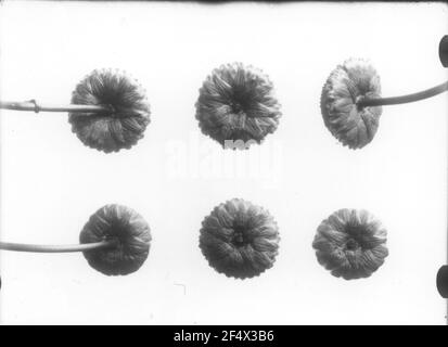 Chiusura dell'immagine nello studio dell'impianto di preparazione con infiorescenza Foto Stock