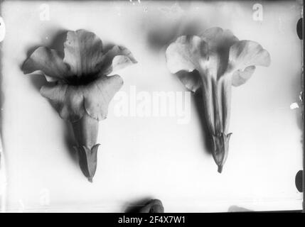 Chiusura dell'immagine nello studio dell'impianto di preparazione con infiorescenza Foto Stock