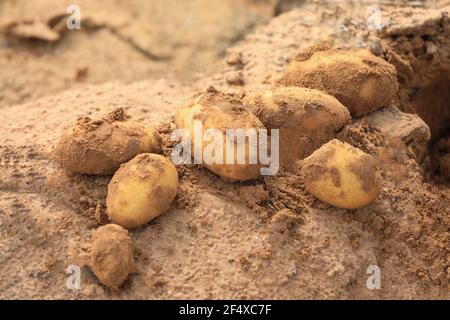 Patate raccolte di fresco sul terreno. Patata matura fresca scavata in un campo in una fattoria. Foto Stock