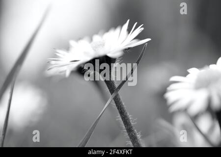 Fotografia in bianco e nero di un fiore celandino, un fiore selvatico popolare e comune trovato nei prati e nelle siepi della campagna britannica Foto Stock