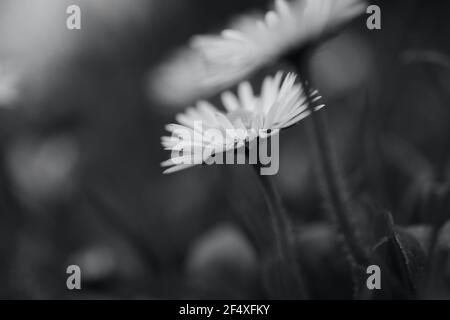 Fotografia in bianco e nero di un fiore celandino, un fiore selvatico popolare e comune trovato nei prati e nelle siepi della campagna britannica Foto Stock