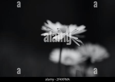 Fotografia in bianco e nero di un fiore celandino, un fiore selvatico popolare e comune trovato nei prati e nelle siepi della campagna britannica Foto Stock