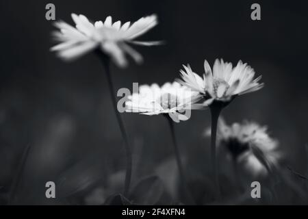 Fotografia in bianco e nero di un fiore celandino, un fiore selvatico popolare e comune trovato nei prati e nelle siepi della campagna britannica Foto Stock