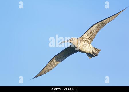 Whimbrel - in flightNumenius phaeopus Islanda BI026974 Foto Stock