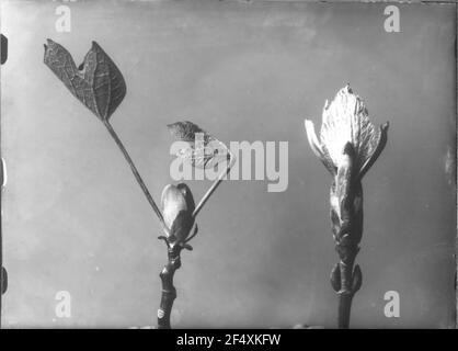 Chiusura dell'immagine in preparazione Tulipano (Liriodendron Tulipifera) e legno non determinabile, terminali e boccioli laterali Foto Stock