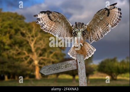 Gufo di aquila eurasiatica (Bubo bubo) atterraggio con le ali aperte sul cartello nel prato della foresta bordo al crepuscolo Foto Stock