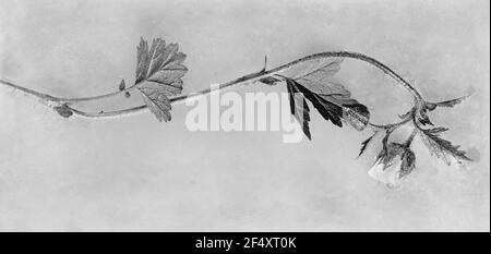 Studio delle piante con infiorescenza Foto Stock