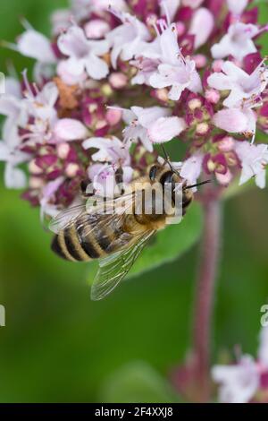 Honigbiene, Honig-Biene, Europäische Honigbiene, Westliche Honigbiene, Biene, Bienen, Apis mellifera, Apis mellifera, Blütenbesuch auf Wilder Dost, OR Foto Stock