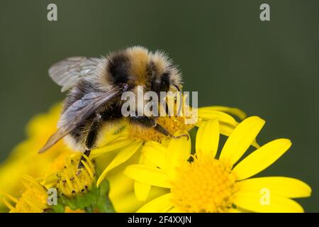 Helle Erdhummel, Hellgelbe Erdhummel, Erdhummel, Erd-Hummel, Männchen, Drohn, Drohne, Blütenbesuch an Jakobs-Greiskraut, Senecio jacobaea, Bombus luco Foto Stock