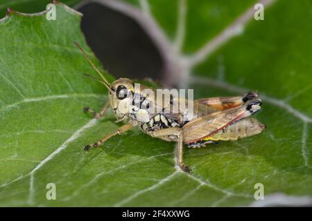 Gewöhnliche Gebirgsschrecke, Weibchen, Gewöhnliche Gebirgs-Schrecke, Podisma pedestris, cavalletta di montagna bruna, cavalletta di montagna, femmina, la m. Foto Stock