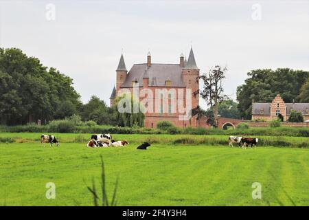 Mucche al pascolo sui prati del castello di Heeswijk, Paesi Bassi Foto Stock