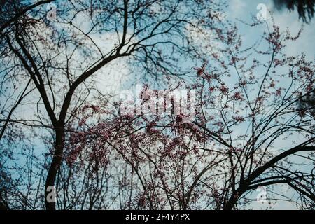 Foto ad angolo basso di alberi di ciliegio in fiore Foto Stock
