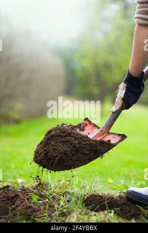 Scavando nel giardino. Foto Stock