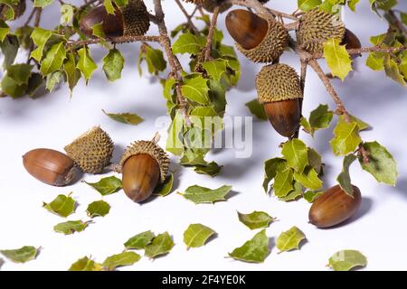 Alcuni rami di quercia con foglie e ghiande, su sfondo bianco Foto Stock