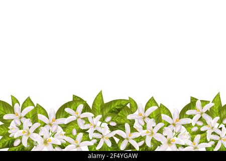 Rametto di fiori d'arancio realistico, foglie, fiori di neroli e germogli. Profumeria e pianta medica. Illustrazione Vettoriale