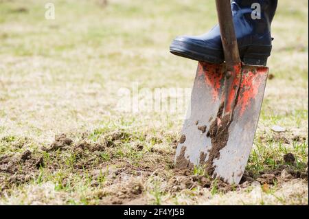 Giardinaggio, piede sulla pala. Foto Stock