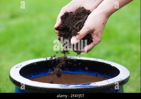 Mani imbutite tenendo sporco e riempimento vaso di fiori. Foto Stock