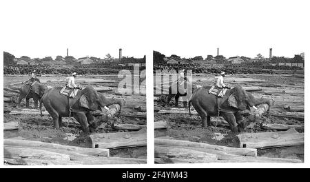 Rangonn (Birmania). Elefanti di lavoro in uno stereoing in un cuscinetto di legno (segheria?) Foto Stock