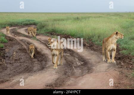 Una famiglia di leoni che cammina lungo la strada, Serengeti, Tanzania Foto Stock