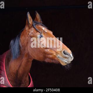 Closeup testa di cavallo. Il colore marrone dell'animale Foto Stock