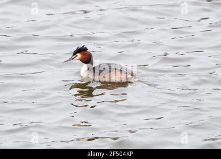 Grande gressere crestato (Podiceps christate) Foto Stock