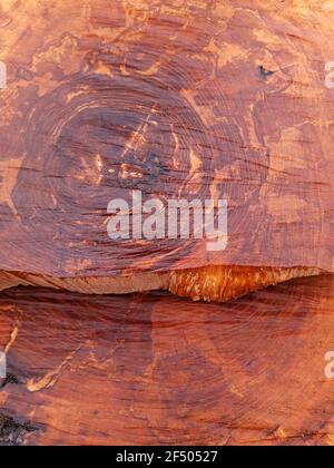 Primo piano tronco di un albicocca segato. Sega di legno tagliata. Foto Stock