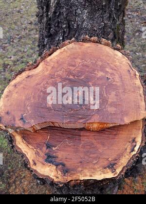 Primo piano tronco di un albicocca segato. Sega di legno tagliata. Foto Stock