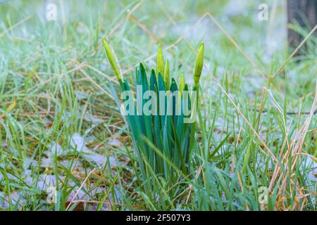 Inverno in Irlanda. Gruppo di fiori di Daffodils in condizioni di neve leggera, appena prima dell'apertura, emergente dalle spathe. Foto Stock