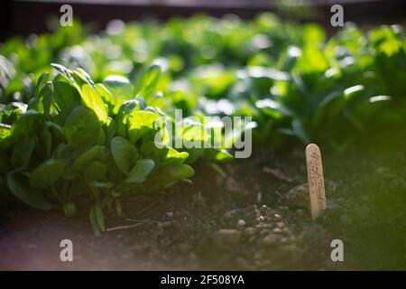 Primo piano spinaci freschi che crescono in giardino soleggiato Foto Stock