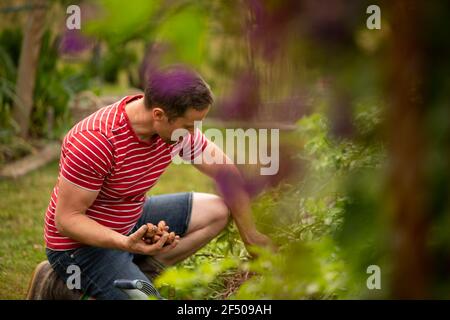 Uomo che raccoglie le patate fingerling in giardino Foto Stock