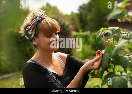 Donna che ispeziona i lamponi che crescono sulla pianta nel giardino estivo Foto Stock