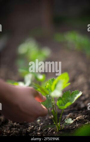 Mano che tocca pianta verde che cresce in sporcizia in giardino soleggiato Foto Stock