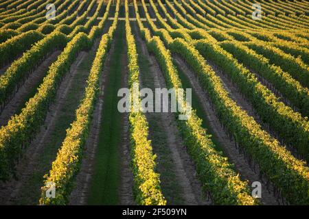 Canada, Ontario, Beamsville, filari di viti Foto Stock