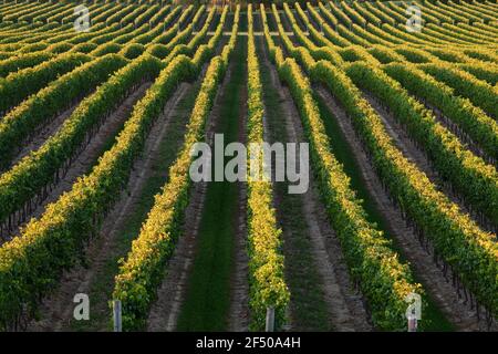 Canada, Ontario, Beamsville, filari di viti Foto Stock