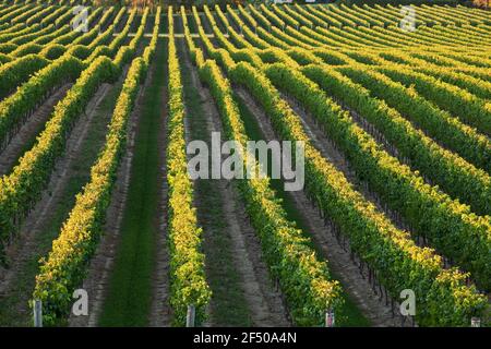 Canada, Ontario, Beamsville, filari di viti Foto Stock