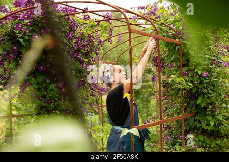 Donna potando fiori viola clematis su traliccio in giardino estivo Foto Stock