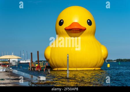 Giant Rubber Duck per celebrare il 150° anniversario del Canada, Toronto, Canada - 30 giugno 2017 Foto Stock