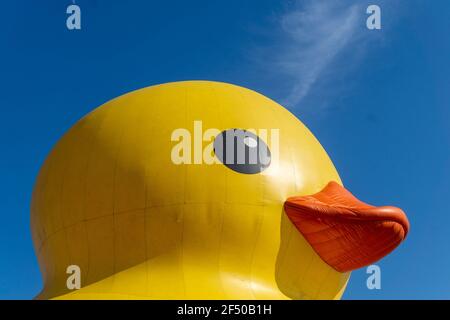 Giant Rubber Duck per celebrare il 150° anniversario del Canada, Toronto, Canada - 30 giugno 2017 Foto Stock