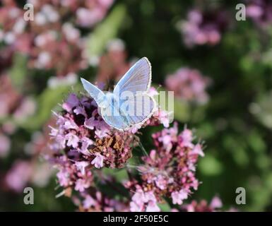 Una farfalla blu comune maschio, Polyommatus icarus Foto Stock