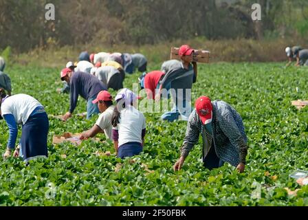 I lavoratori migranti messicani americani raccolano fragole in una pianta Aeroporto City Florida Field Foto Stock