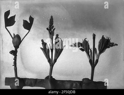 Tulipano (Liriodendron Tulipifera) e due piante non determinabili Foto Stock