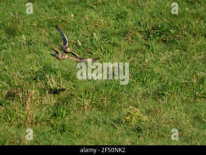 Fuoco selettivo di due gheppi comuni (Falco tinnunculus) in volo Foto Stock