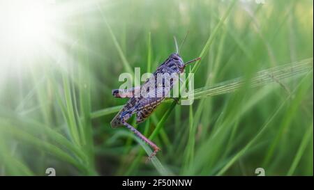 Grass Hopper strisciare su l'erba verde. Bush-cricket Macro Shot. Estate mattina Meadow Locust orientale alla ricerca di cibo nella foresta. Bush-cricket Foto Stock