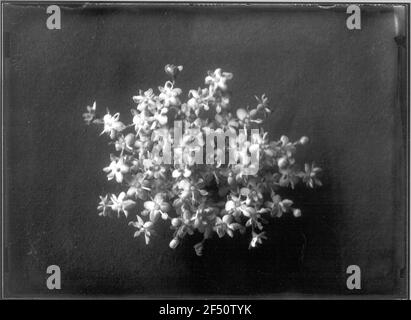 Infiorescenza del Holunder Nero (Sambucus Nigra) Foto Stock