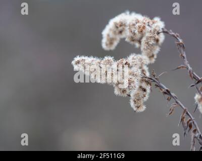 Primo piano di fiori secchi sbiaditi di gondrod o Solidago canadensis con semi soffici su sfondo beige bokeh. Messa a fuoco selettiva, spazio di copia Foto Stock